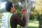 شناسنامه‌دار کردن الکترونیکی درختان در کرمانشاه